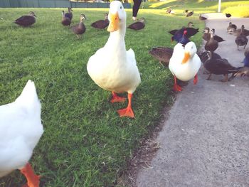 High angle view of ducks on field