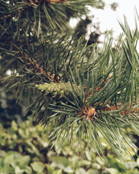 Close-up of plant