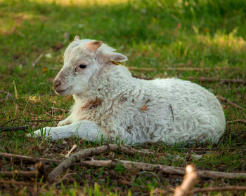 Lion looking away on field