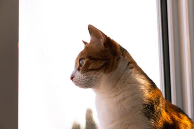 Close-up of a cat looking away