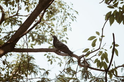 Low angle view of bird perching on tree against sky