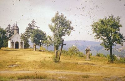Trees and buildings against sky