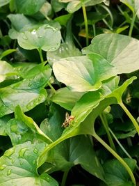 High angle view of insect on leaves