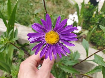 Close-up of hand holding purple flower