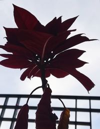 Close-up of red maple leaf against sky