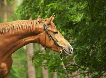 Horse looking away while standing against trees