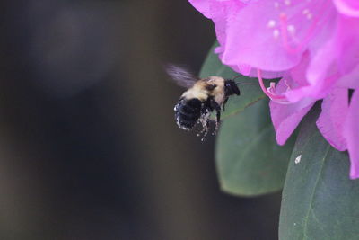 Close-up of bee pollinating on purple flower