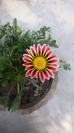 High angle view of flower blooming in potted plant