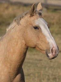 Close-up of a horse on field