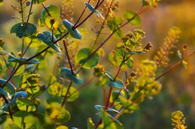 Close-up of leaves on twig