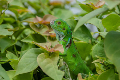 Close-up of green leaves