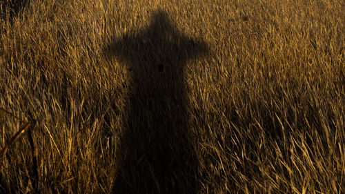 High angle view of shadow on field