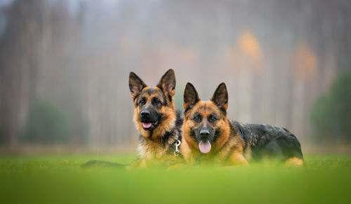 Dog in the field