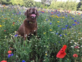 Dog with flowers on field