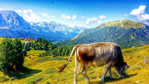 Horse on mountain against sky