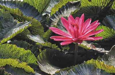 Close-up of pink flowering plant