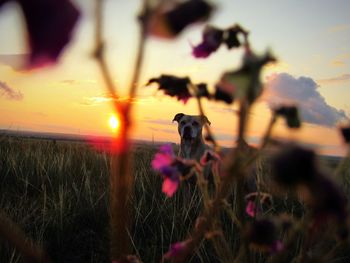 Dog on field against sky during sunset