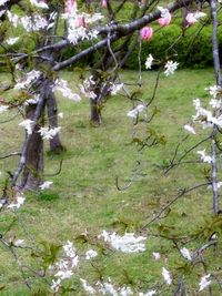 Close-up of flower tree