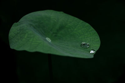 Close-up of water drops on leaf