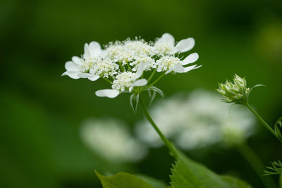 Close-up of white flowering plant