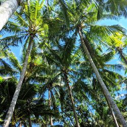 Low angle view of palm trees against sky