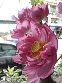 Close-up of pink flowering plant