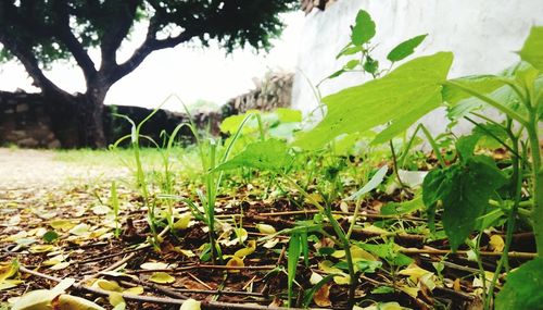 Close-up of fresh green plants in field