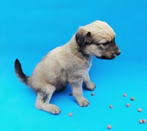 Close-up of a dog against blue background