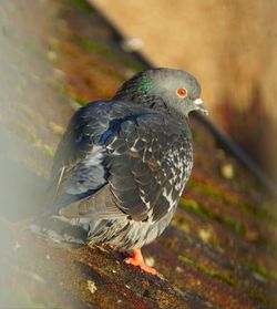 Close-up of bird