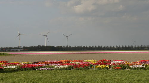 Wind turbines on field against sky