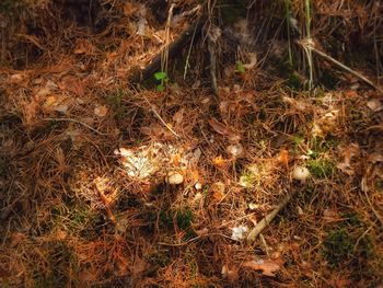 High angle view of grass