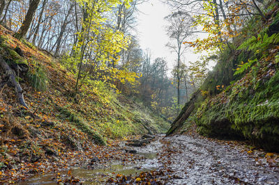 Trees growing in forest during autumn