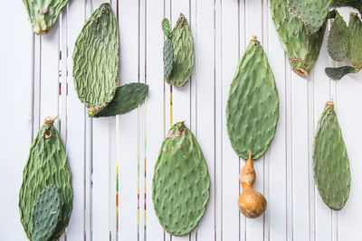 Cacti leaves as decoration on the wall