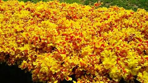 Full frame shot of yellow flowers