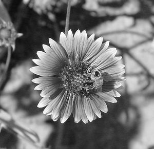 Close-up of flower blooming outdoors