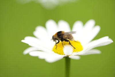 Close-up of bee pollinating on flower