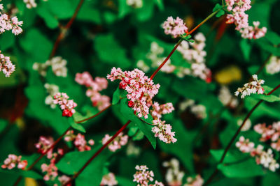 Close-up of flowering plant