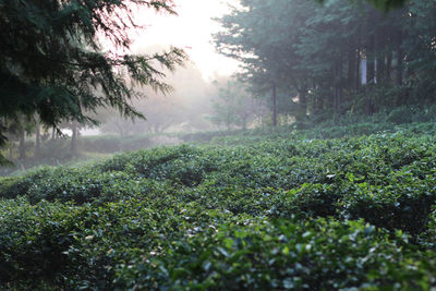 View of trees in forest