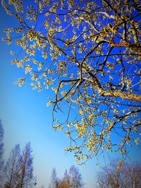 Low angle view of flowering tree against blue sky