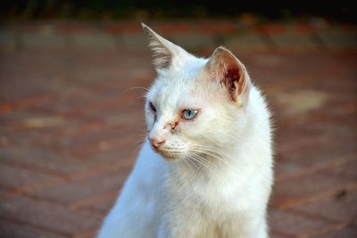 Close-up of a cat looking away