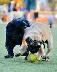 Portrait of dog with ball