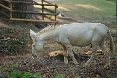 Donkey walking on field