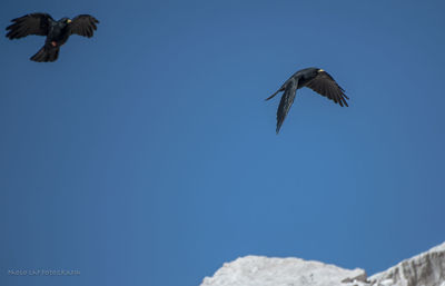 Low angle view of bird flying in sky