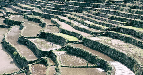 Full frame shot of moss growing on steps