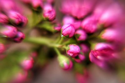 Close-up of pink flowers