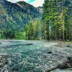 Stream passing through forest