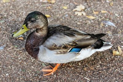 High angle view of mallard duck