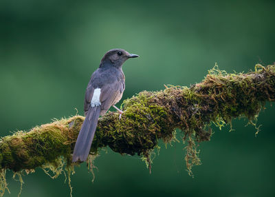 Close-up of bird perching on branch