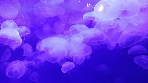 Close-up of jellyfish in sea