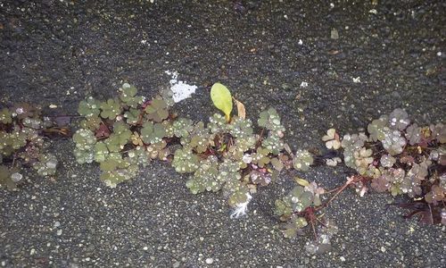 High angle view of water falling on leaves during rainy season